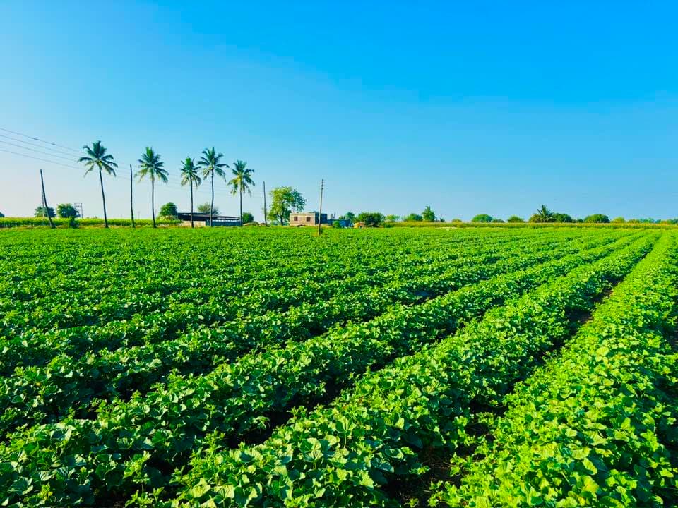 BL Pattern showcase 2